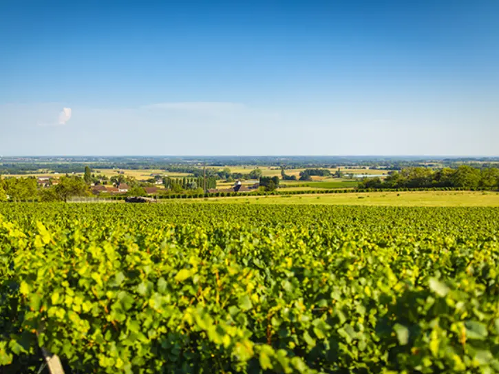 Paysage des vignobles d'Uchizy en Bourgogne